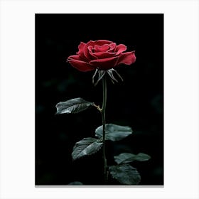 Dark Rose 52 Canvas Print