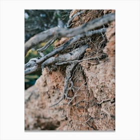 Roots in the Ground // Ibiza Nature Photography Canvas Print