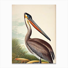 Brown Pelican James Audubon Vintage Style Bird Canvas Print