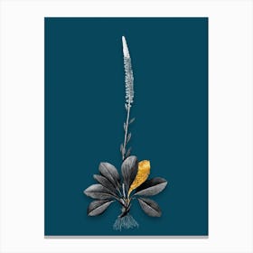 Vintage Blazing Star Black and White Gold Leaf Floral Art on Teal Blue n.1000 Canvas Print