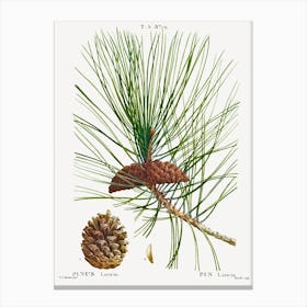 Black Pine, Pierre Joseph Redoute Canvas Print