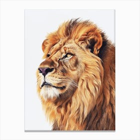 Barbary Lion Portrait Close Up Clipart 3 Canvas Print
