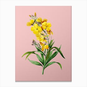 Vintage Cheiranthus Flower Botanical on Soft Pink n.0276 Canvas Print