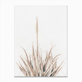 Taupe Succulent Canvas Print