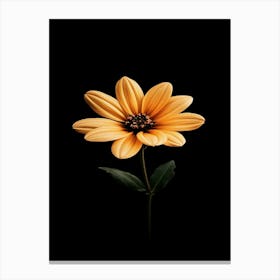 Daisy 11 Canvas Print