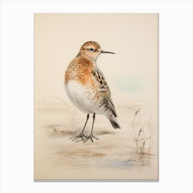 Vintage Bird Drawing Dunlin 3 Canvas Print