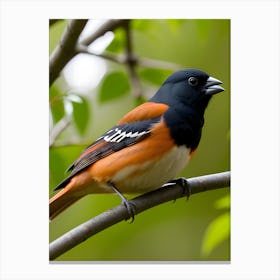 Eastern Towhee - Random Reality Canvas Print