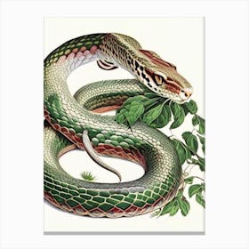 Sumatran Pit Viper Snake Vintage Canvas Print