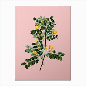 Vintage Siberian Pea Tree Botanical on Soft Pink Canvas Print