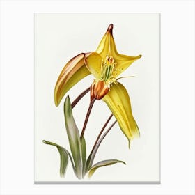 Trout Lily Wildflower Watercolour Canvas Print