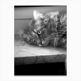 Cat Portrait | Black and White Animal Photography Canvas Print