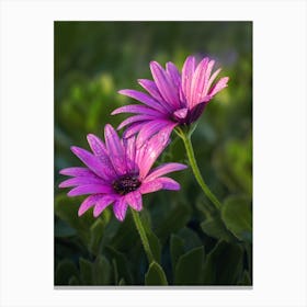 Daisy Canvas Print