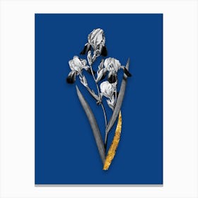 Vintage Elder Scented Iris Black and White Gold Leaf Floral Art on Midnight Blue n.0233 Canvas Print