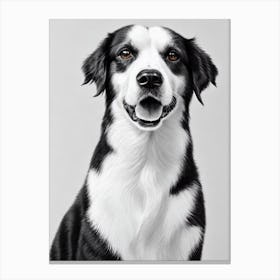 Miniature American Shepherd B&W Pencil dog Canvas Print