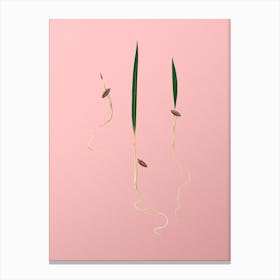 Vintage Date Palm Botanical on Soft Pink Canvas Print