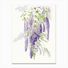 Wisteria Floral Quentin Blake Inspired Illustration 2 Flower Canvas Print