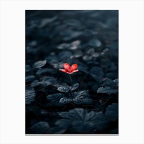 Single Red Flower In The Dark Canvas Print