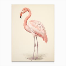 Vintage Bird Drawing Greater Flamingo Canvas Print