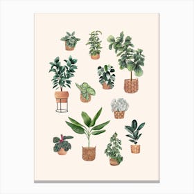 Plants Collection 6 Canvas Print