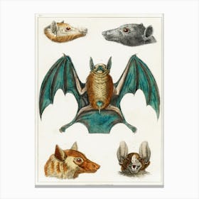 Collection Of Various Bats, Oliver Goldsmith  Canvas Print