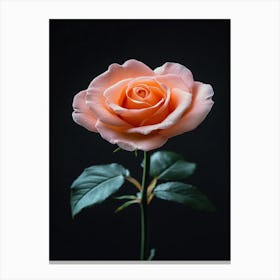 Peach Rose 27 Canvas Print