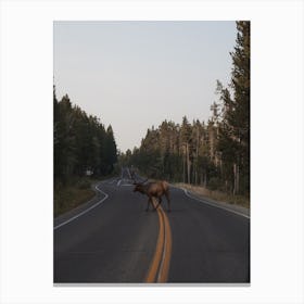 Elk On Highway Canvas Print