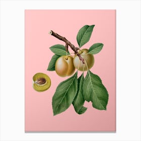 Vintage Prune Botanical on Soft Pink n.0090 Canvas Print
