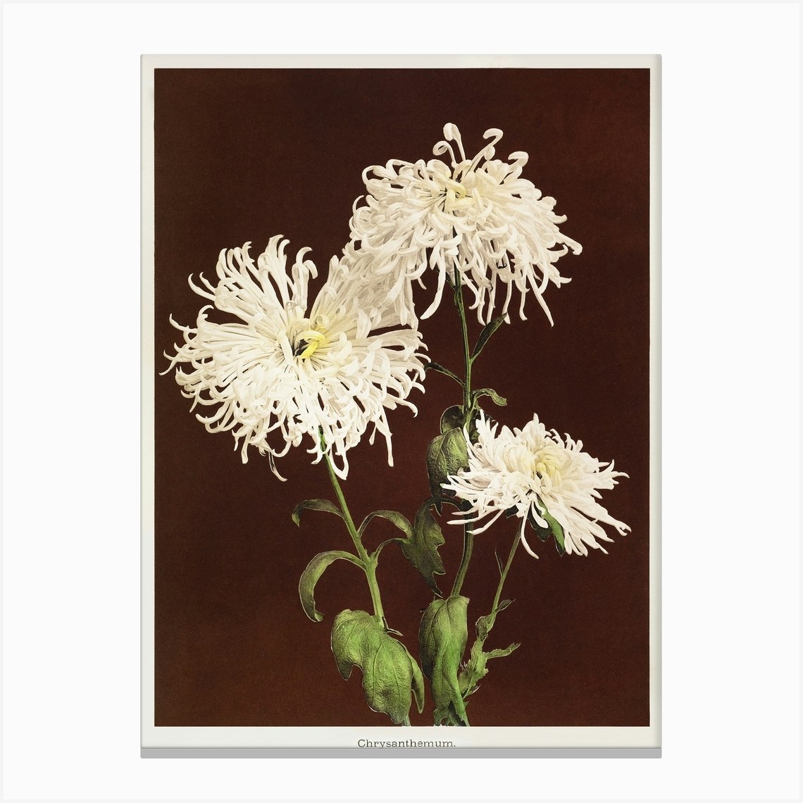Chrysanthemum, Hand Colored Collotype From Some Japanese Flowers (1896), Kazumasa Ogawa Leinwandbild