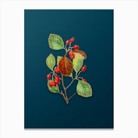 Vintage Plum Leaved Thorn Flower Botanical Art on Teal Blue n.0054 Canvas Print