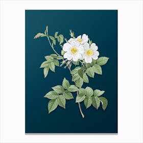 Vintage White Rosebush Botanical Art on Teal Blue n.0859 Canvas Print