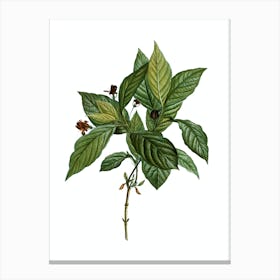 Vintage Alpine Honeysuckle Plant Botanical Illustration on Pure White Canvas Print