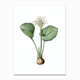 Vintage Cardwell Lily Botanical Illustration on Pure White n.0522 Canvas Print