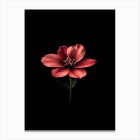 Black Flower 4 Canvas Print