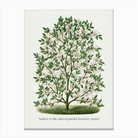 Nature Is the Purest Portal to Inner Peace. Quote and Vintage Tree Canvas Print
