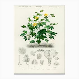 Sea Island Cotton (Gossypium Vitifolium), Charles Dessalines D' Orbigny Canvas Print