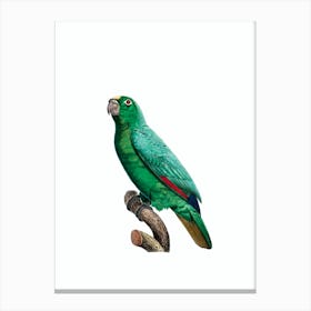 Vintage Yellow Crowned Amazon Parrot Bird Illustration on Pure White Canvas Print