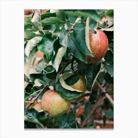 Tasty Red Apples // Nature Photography Canvas Print