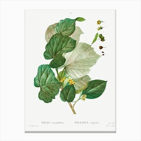 Tilia Rotundifolia, Pierre Joseph Redoute Canvas Print