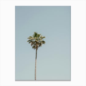 Palm Tree In Italy Canvas Print