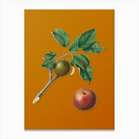 Vintage Apple Botanical on Sunset Orange n.0078 Canvas Print