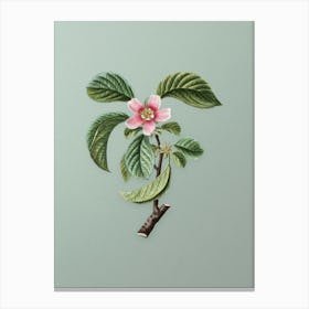 Vintage Chinese Quince Botanical Art on Mint Green n.0710 Canvas Print