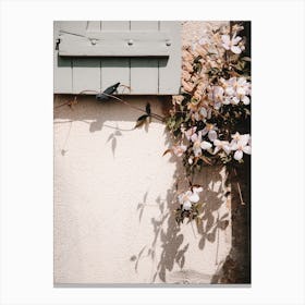 Ivy pink flowers against the old wall and shutters  | France Canvas Print