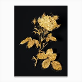 Vintage White Provence Rose Botanical in Gold on Black Canvas Print