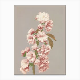 Cherry Blossoms Canvas Print