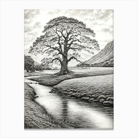 highly detailed pencil sketch of oak tree next to stream, mountain background 1 Canvas Print