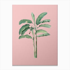 Vintage Banana Tree Botanical on Soft Pink n.0155 Canvas Print