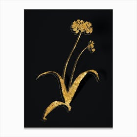 Vintage Spring Garlic Botanical in Gold on Black n.0537 Canvas Print