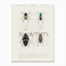 Different Types Of Beetles, Charles Dessalines D'Orbigny 3 Canvas Print