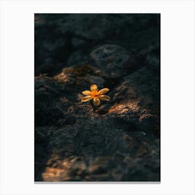 Yellow Flower On Rock Canvas Print