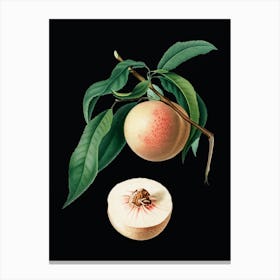 Vintage Peach Botanical Illustration on Solid Black n.0292 Canvas Print